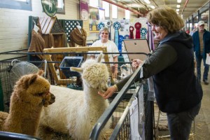 Photo of huacaya alpaca having getting a treat