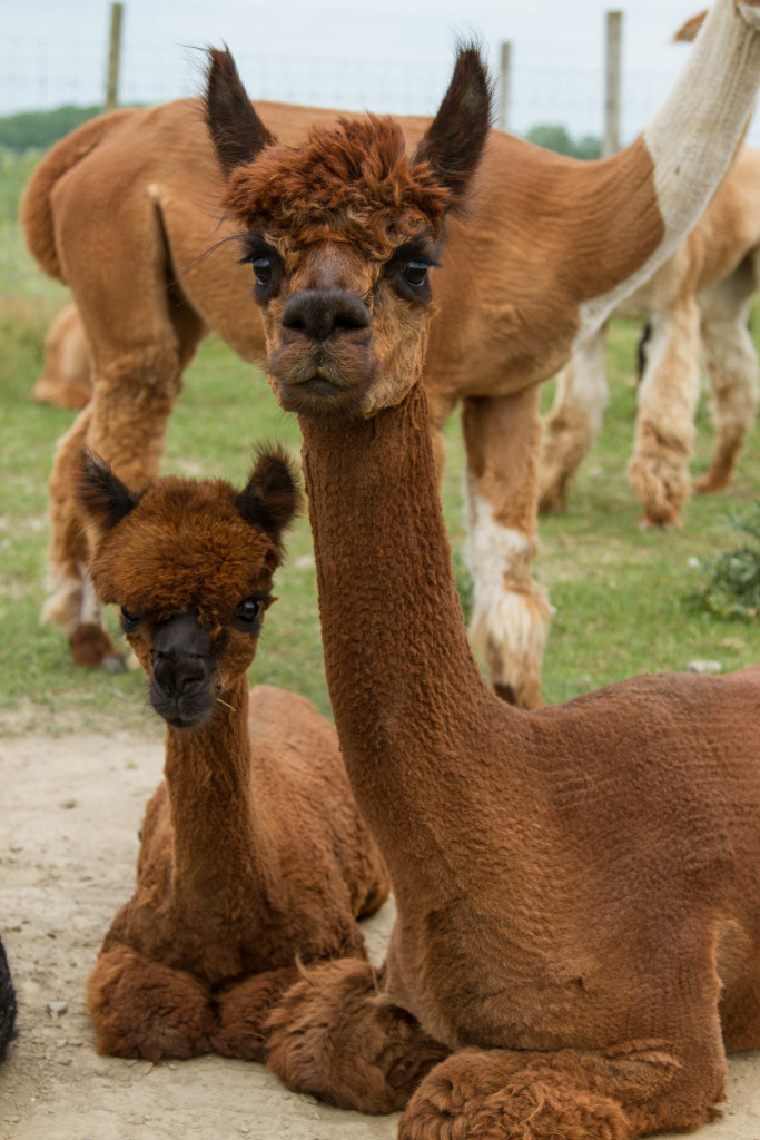 Photo of mother and daughter alpacas